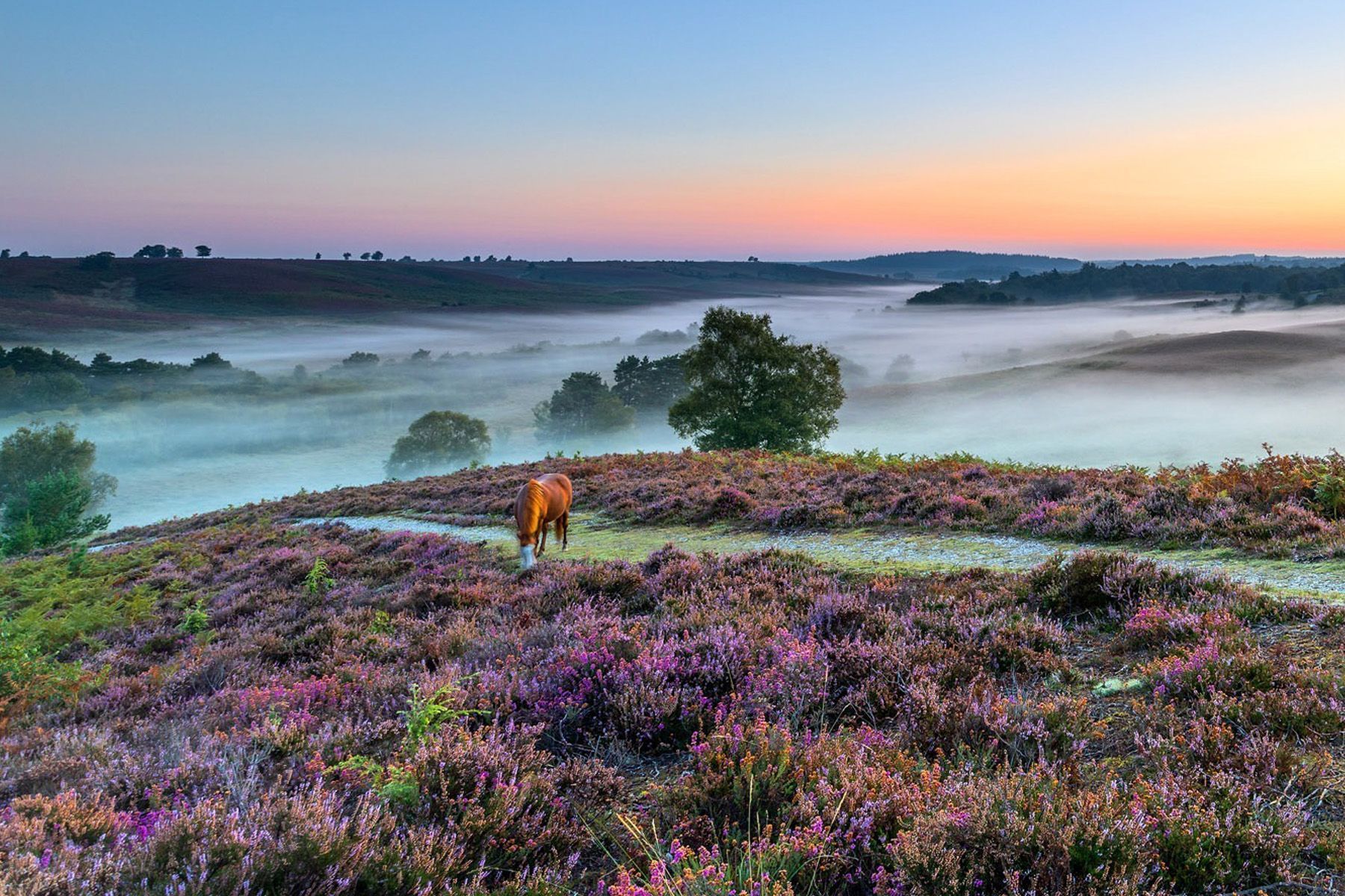 A horse grazing on a hill with purple flowers